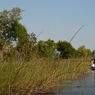 Im Okavango Delta...