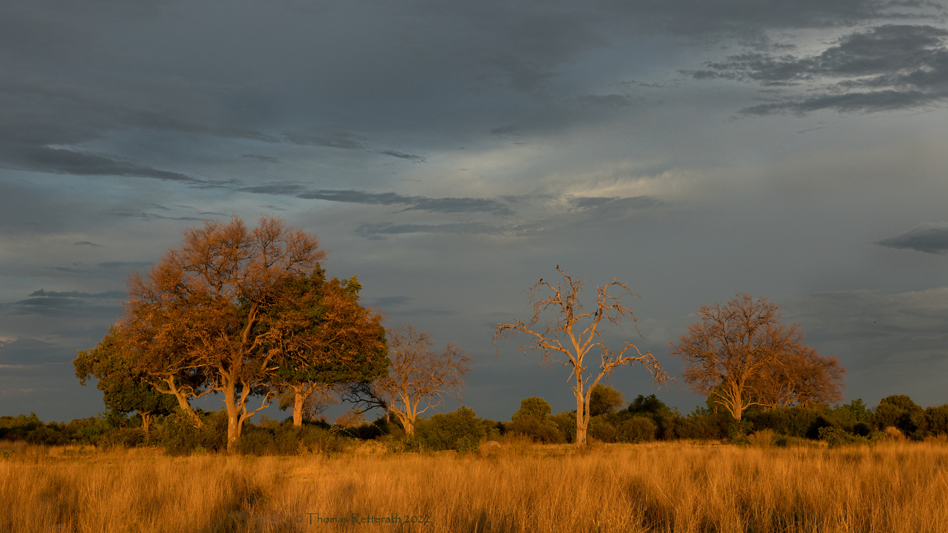 Im Okavango Delta