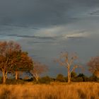 Im Okavango Delta