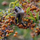 im Oktober hingen noch die orangenen Feuerdornbeeren  .....