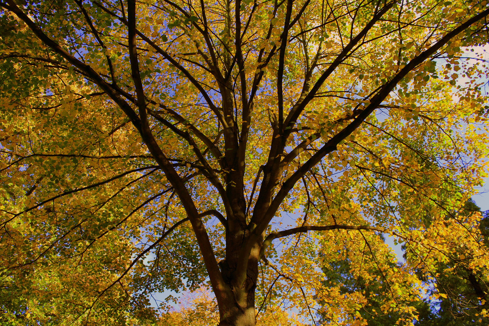 Im Oktoberlicht