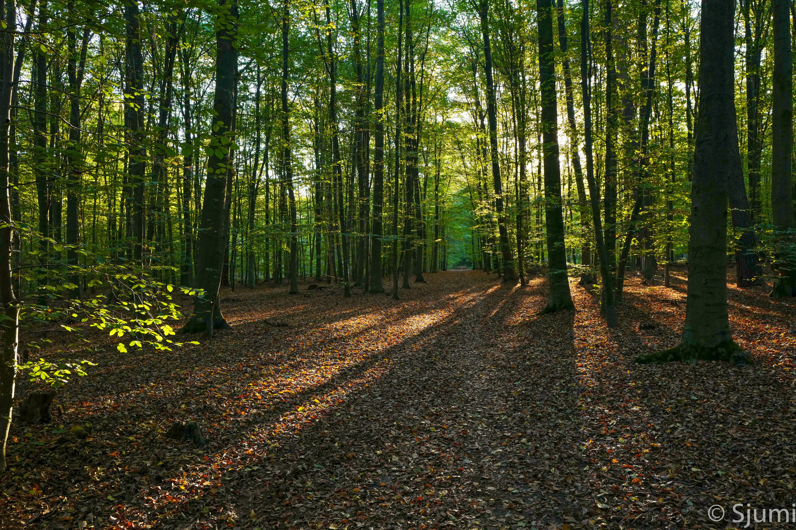 Im Oktoberlicht...