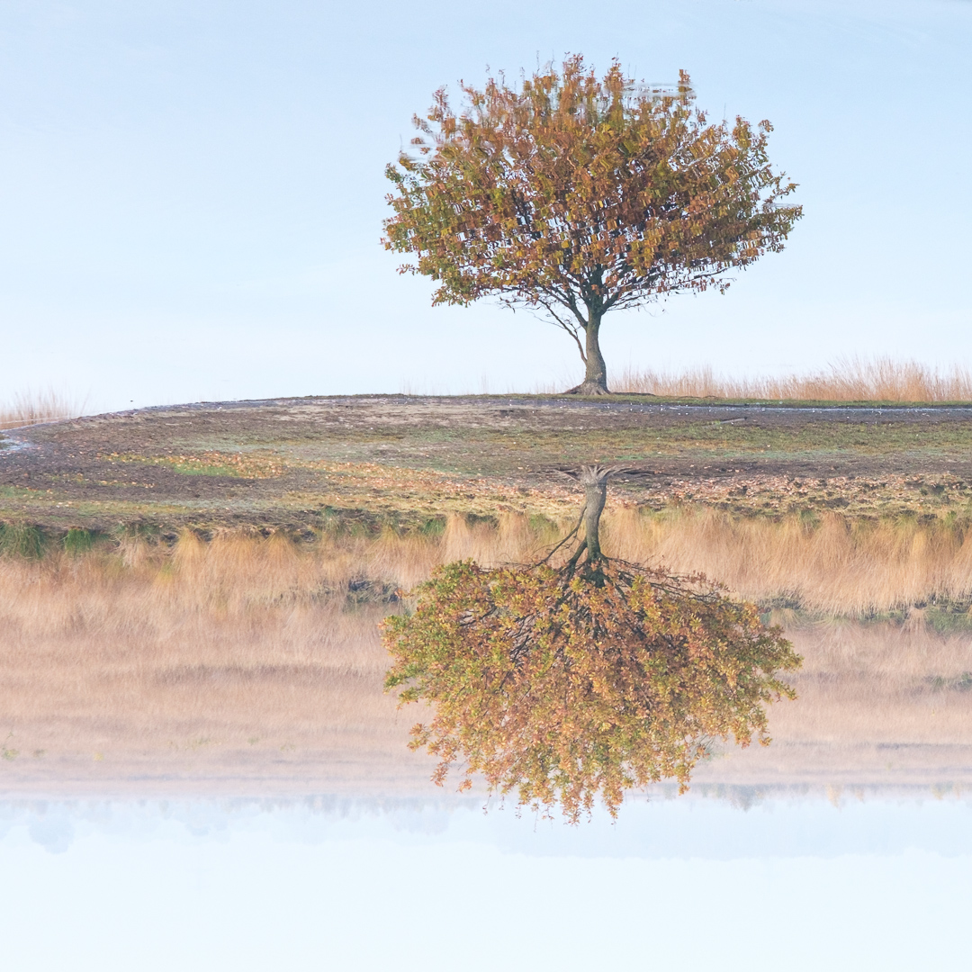 Im Oppenweher Moor