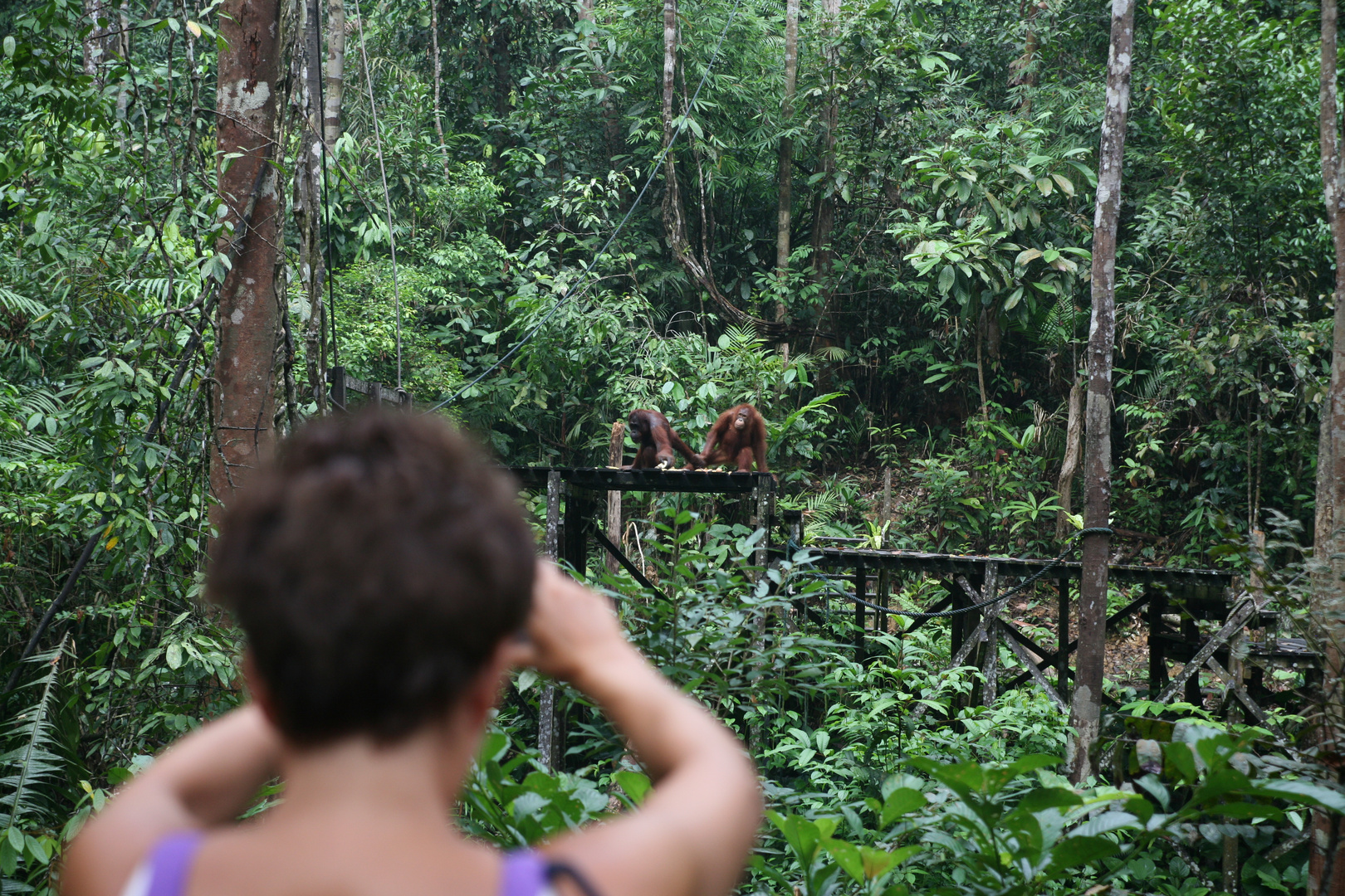 Im Orang-Utan-Park Sepilok