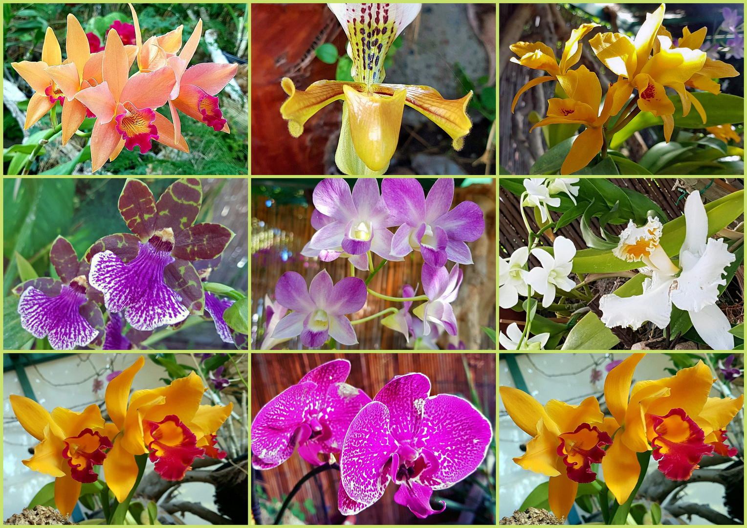 im Orchideen Garten Foto & Bild pflanzen, pilze