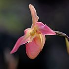 Im Orchideen-Schauhaus des Berggartens ...