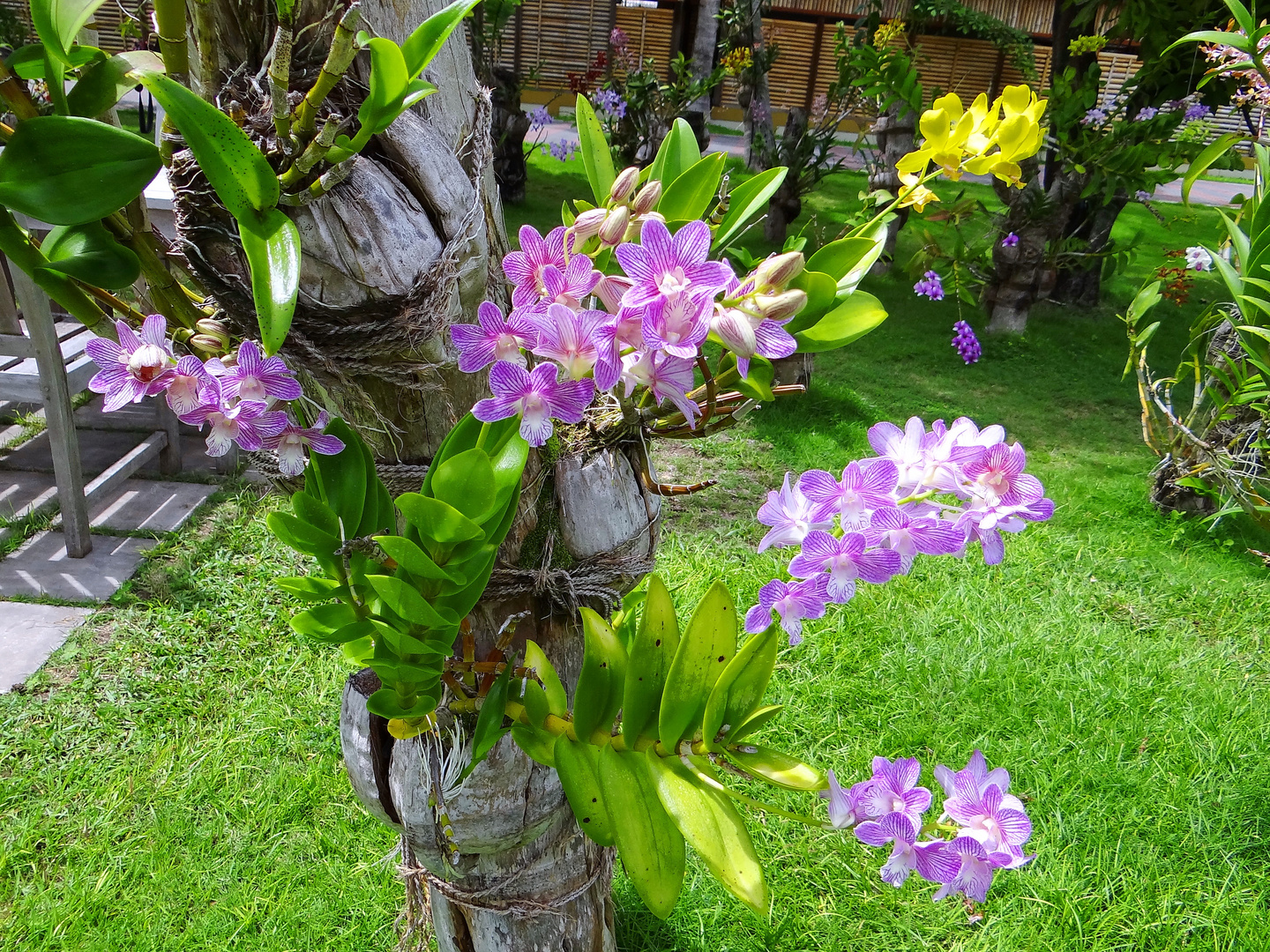 im Orchideengarten auf Sun Island