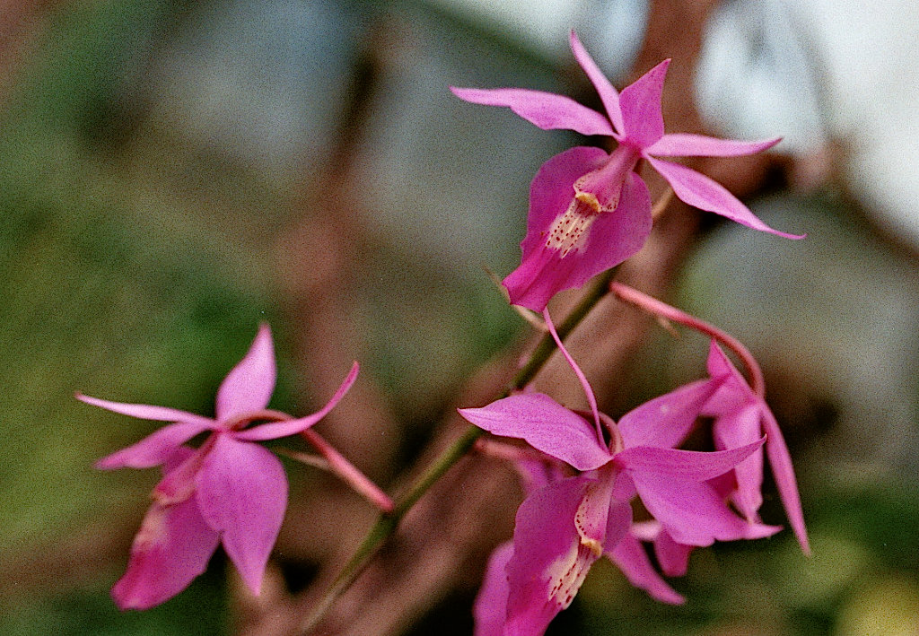 Im Orchideengarten_1