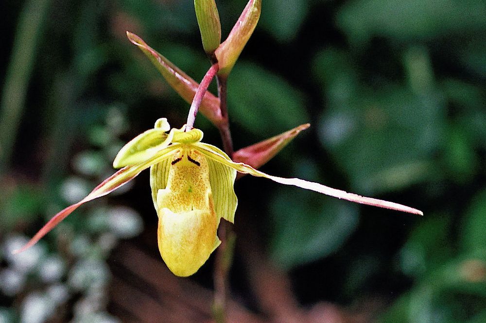 Im Orchideengarten_4