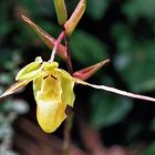 Im Orchideengarten_4