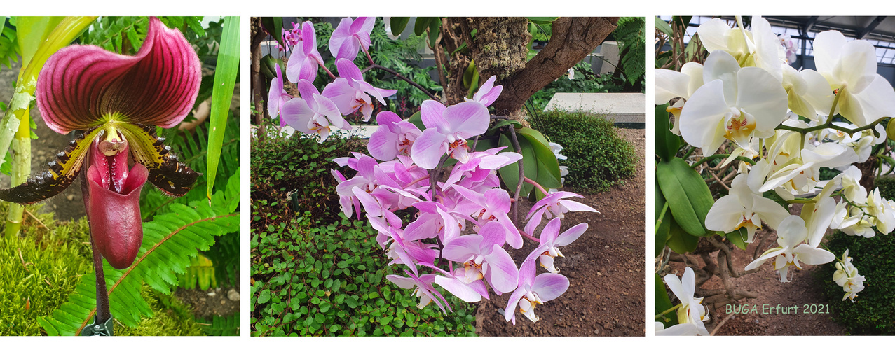 Im Orchideenhaus ... (2)