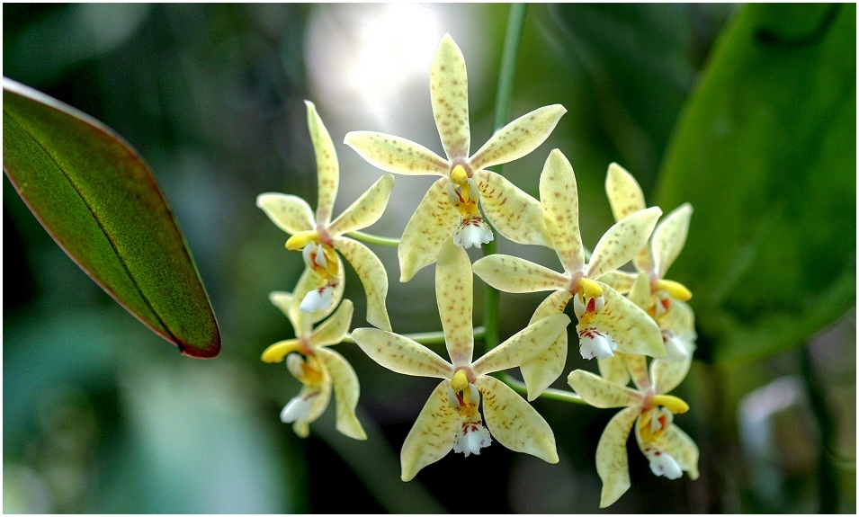 Im Orchideenhaus...