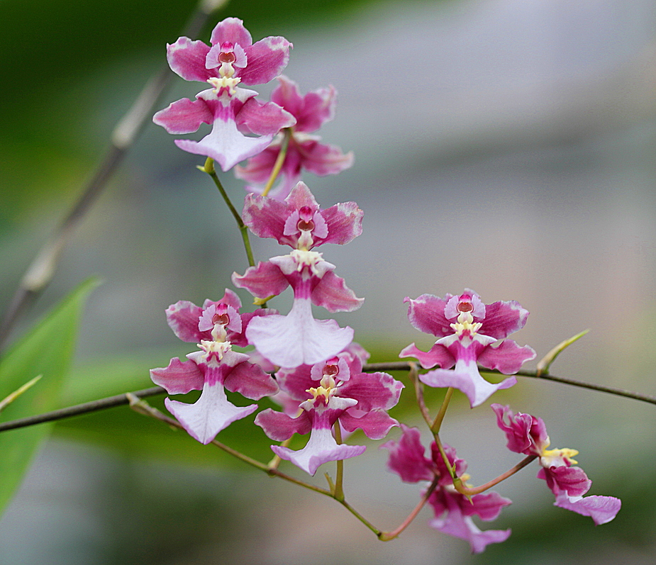 Im Orchideenhaus
