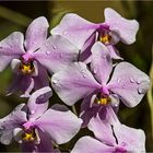 im Orchideenpark 3