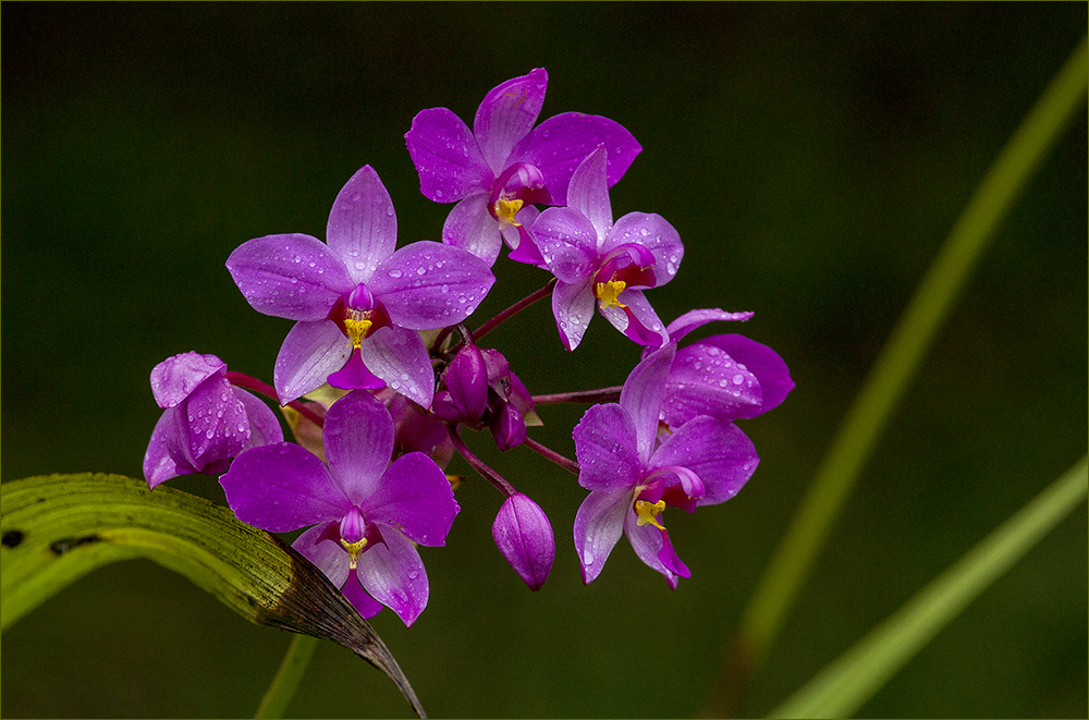 im Orchideenpark