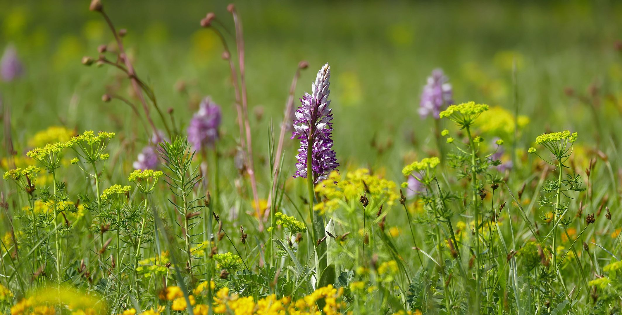 im Orchideenwald....