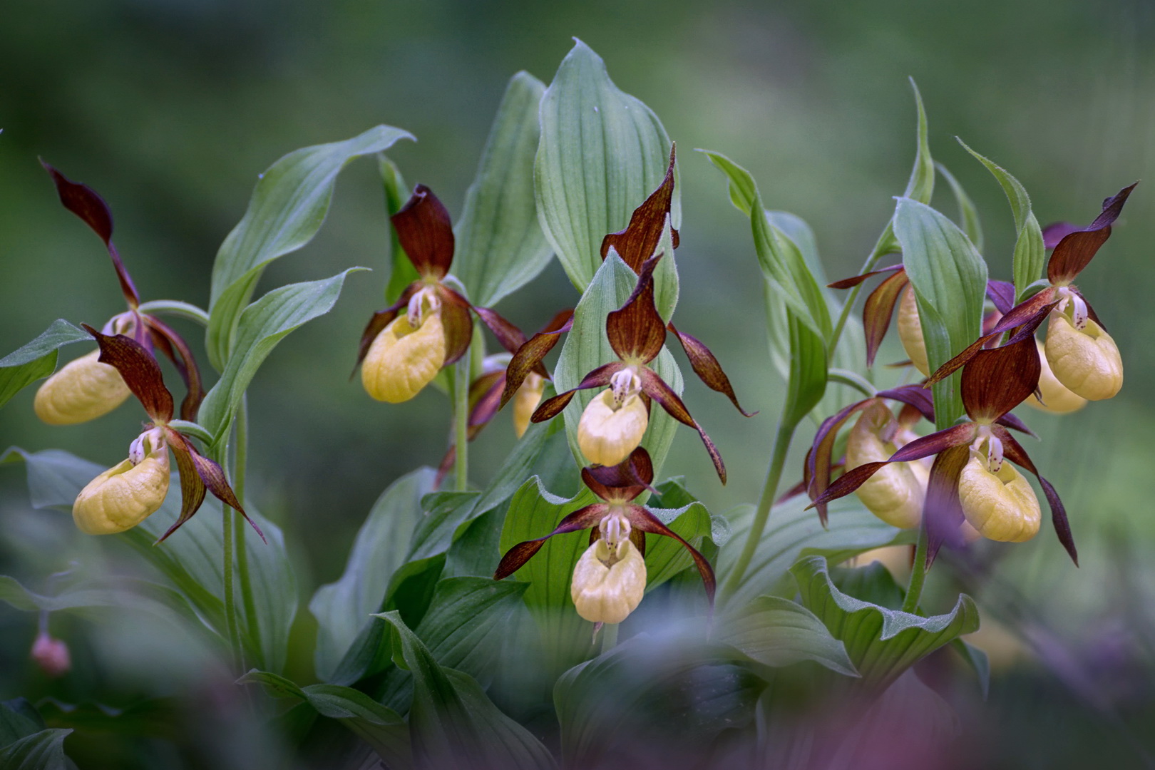 Im Orchideenwald