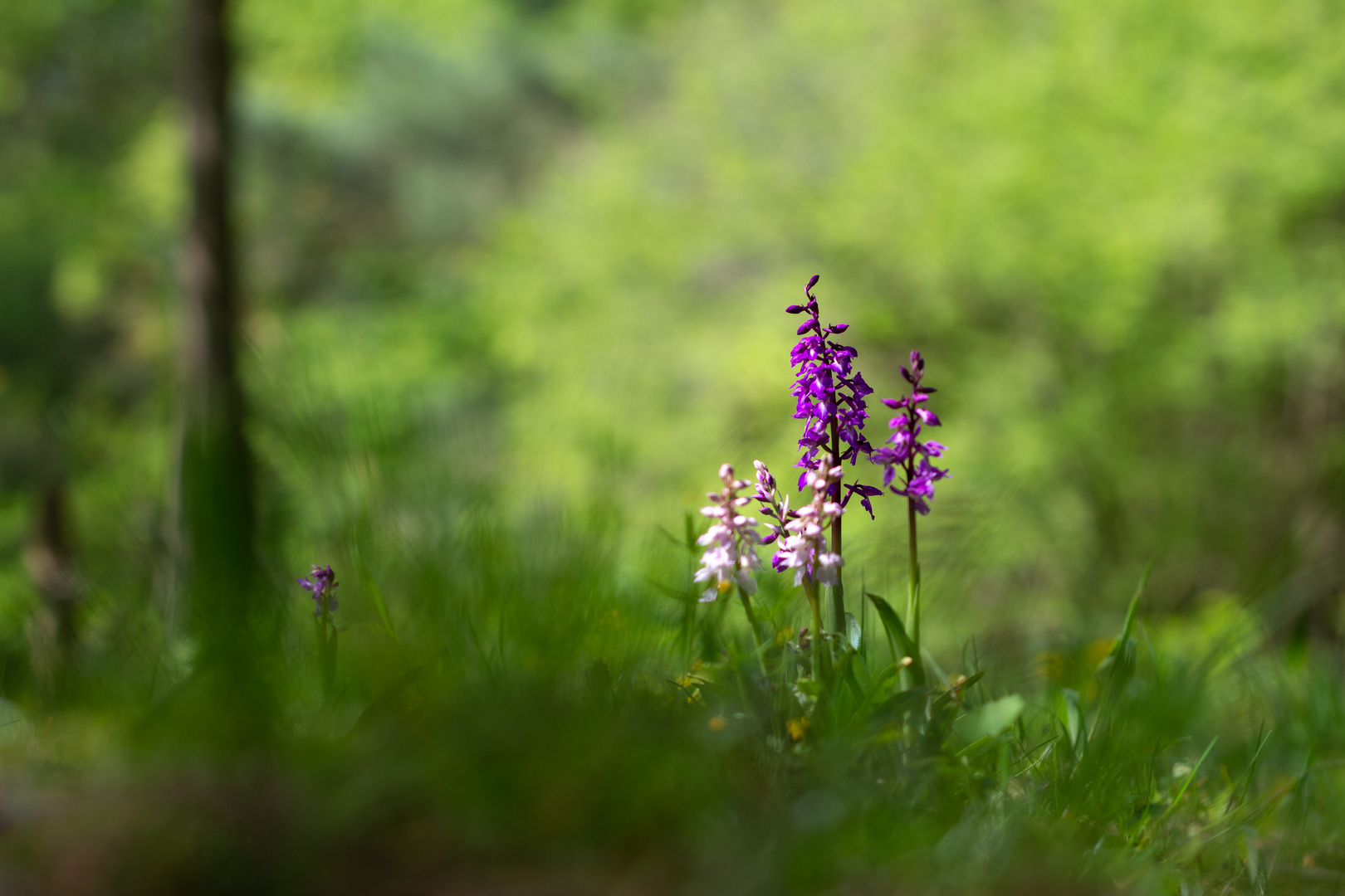 Im Orchideenwald