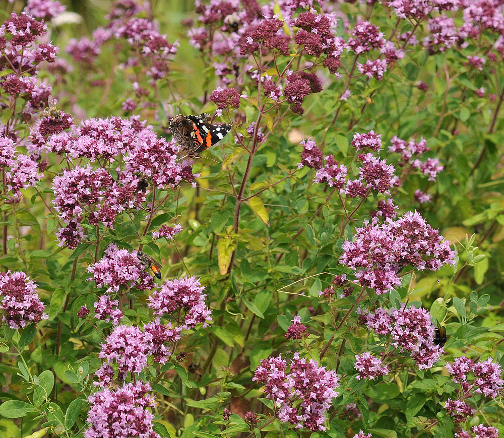 Im Oregano – Paradies: Admiral, Schlupfwespe und Kollegen