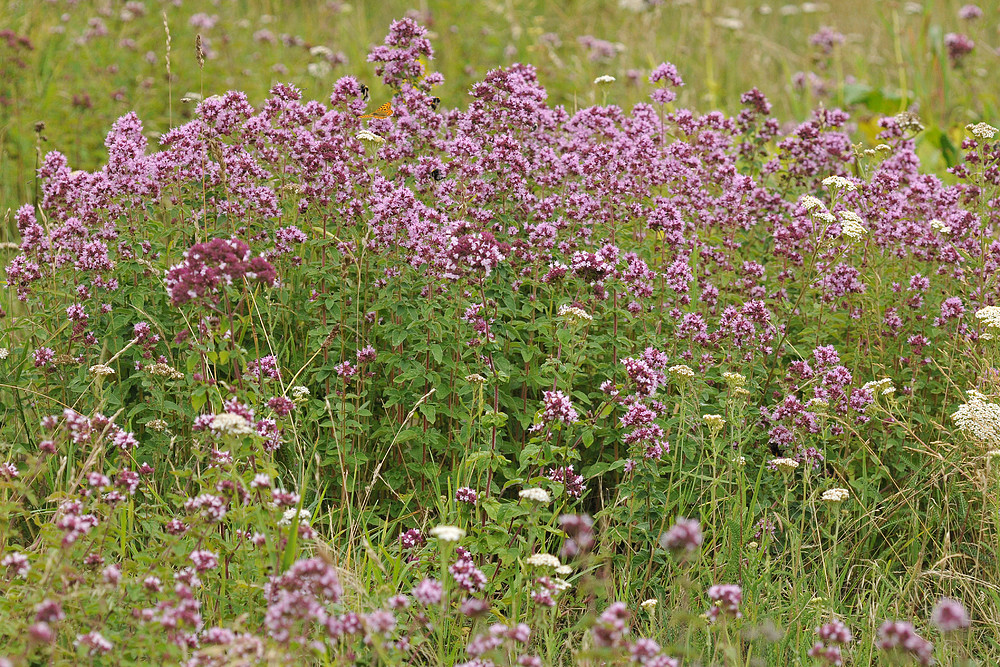 Im Oregano – Paradies für Insekten 01