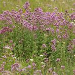 Im Oregano – Paradies für Insekten 01