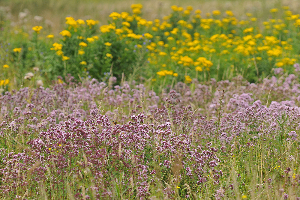 Im Oregano – Paradies für Insekten 02