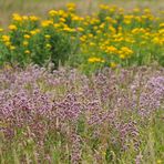 Im Oregano – Paradies für Insekten 02