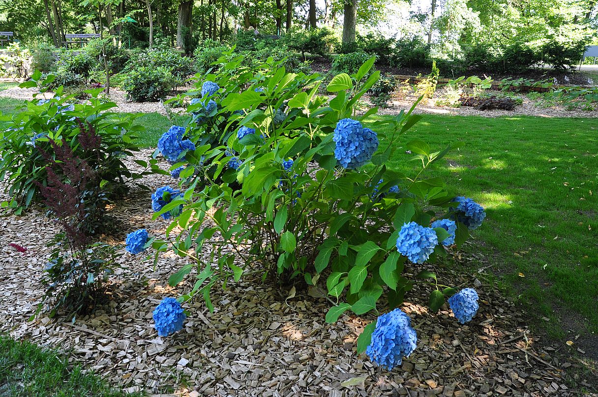 Im Ostdeutschen Rosengarten