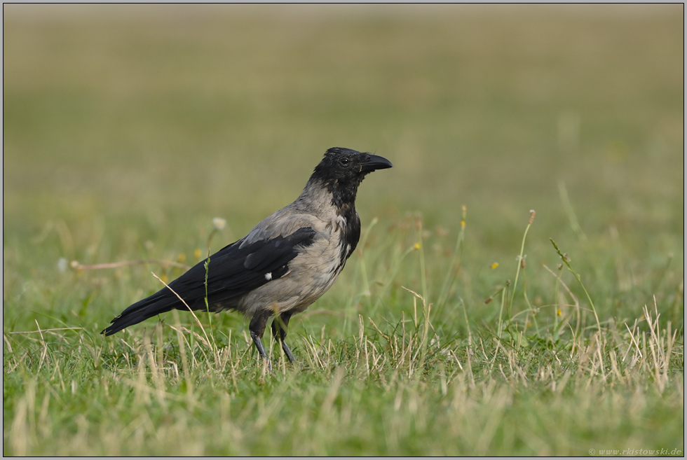 im Osten... Nebelkrähe *Corvus cornix*