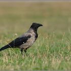 im Osten... Nebelkrähe *Corvus cornix*