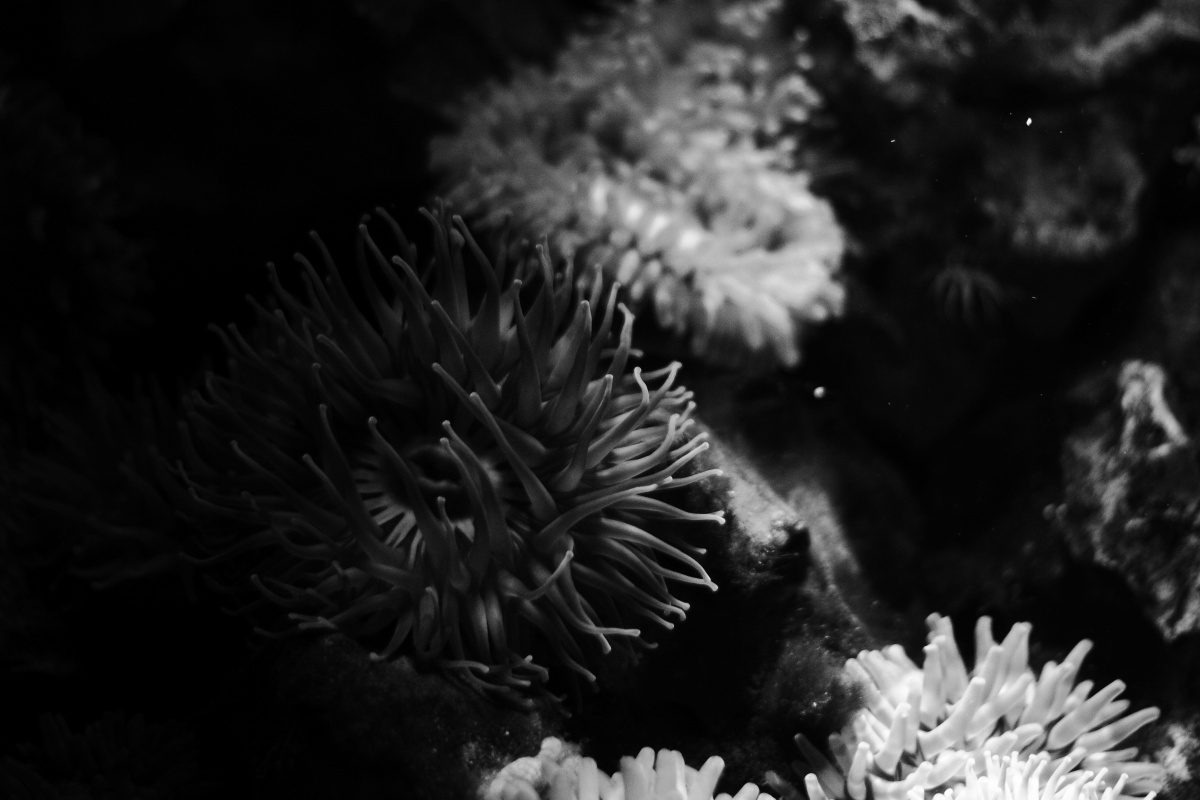 im Ozeaneum Stralsund