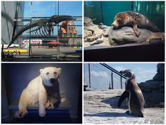 Im Ozeaneum Stralsund