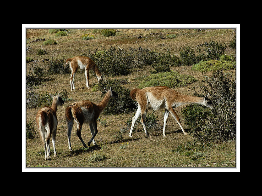 Im Paine Nationalpark 03