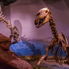 Im paläontologischen Museum in Trelef
