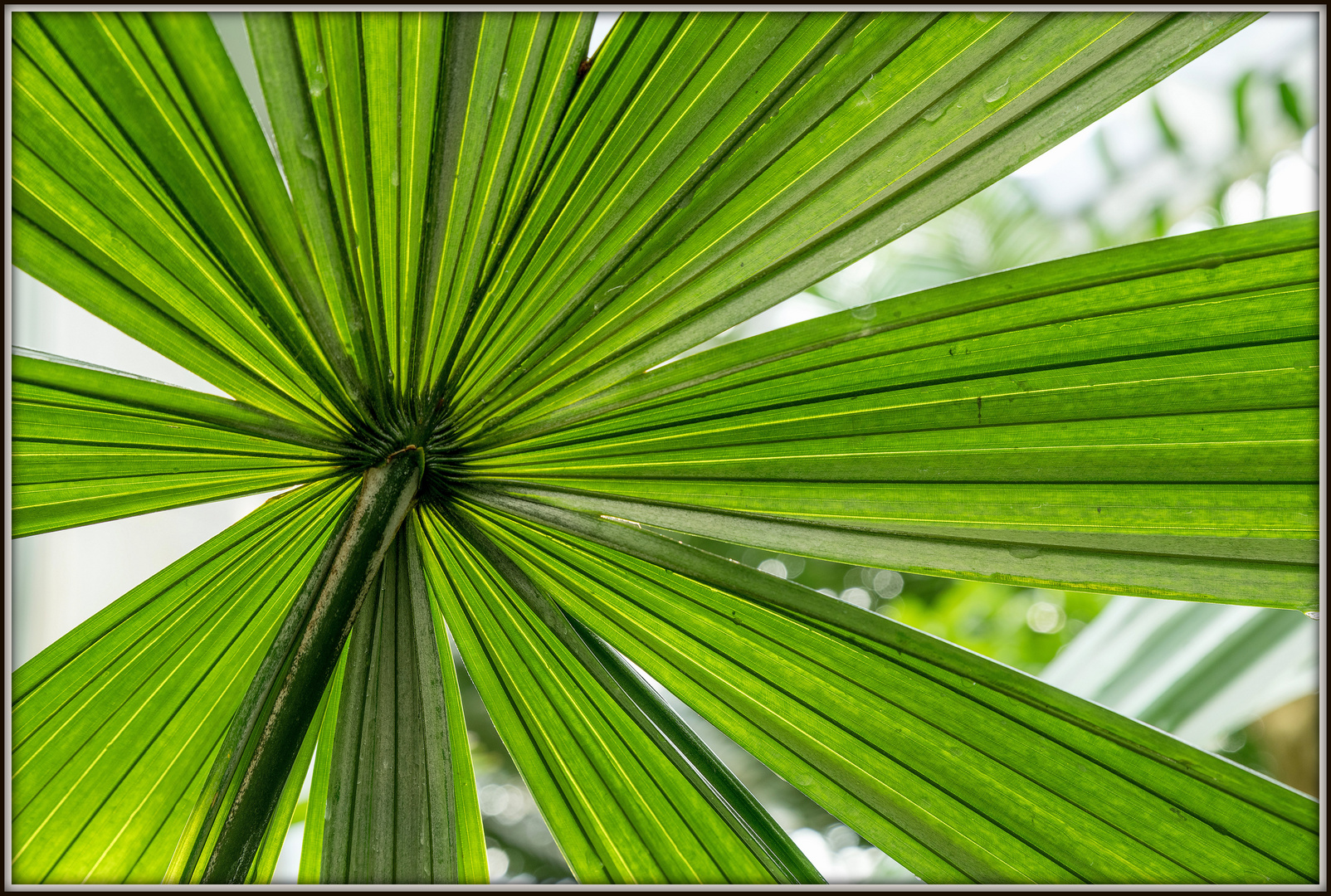 Im Palmengarten Foto & Bild deutschland, europe, hessen