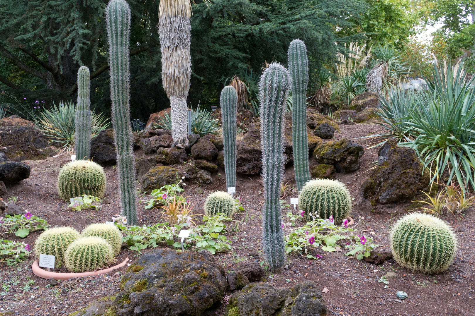 im Palmengarten Ffm