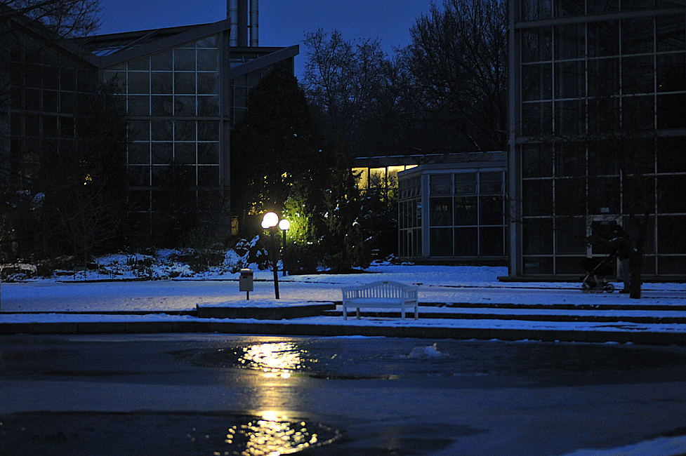 Im Palmengarten zur blauen Stunde