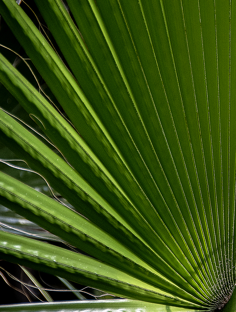 Im Palmenhaus