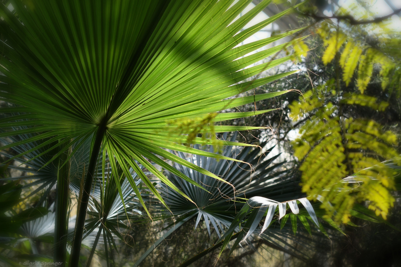 Im Palmenhaus Schönbrunn