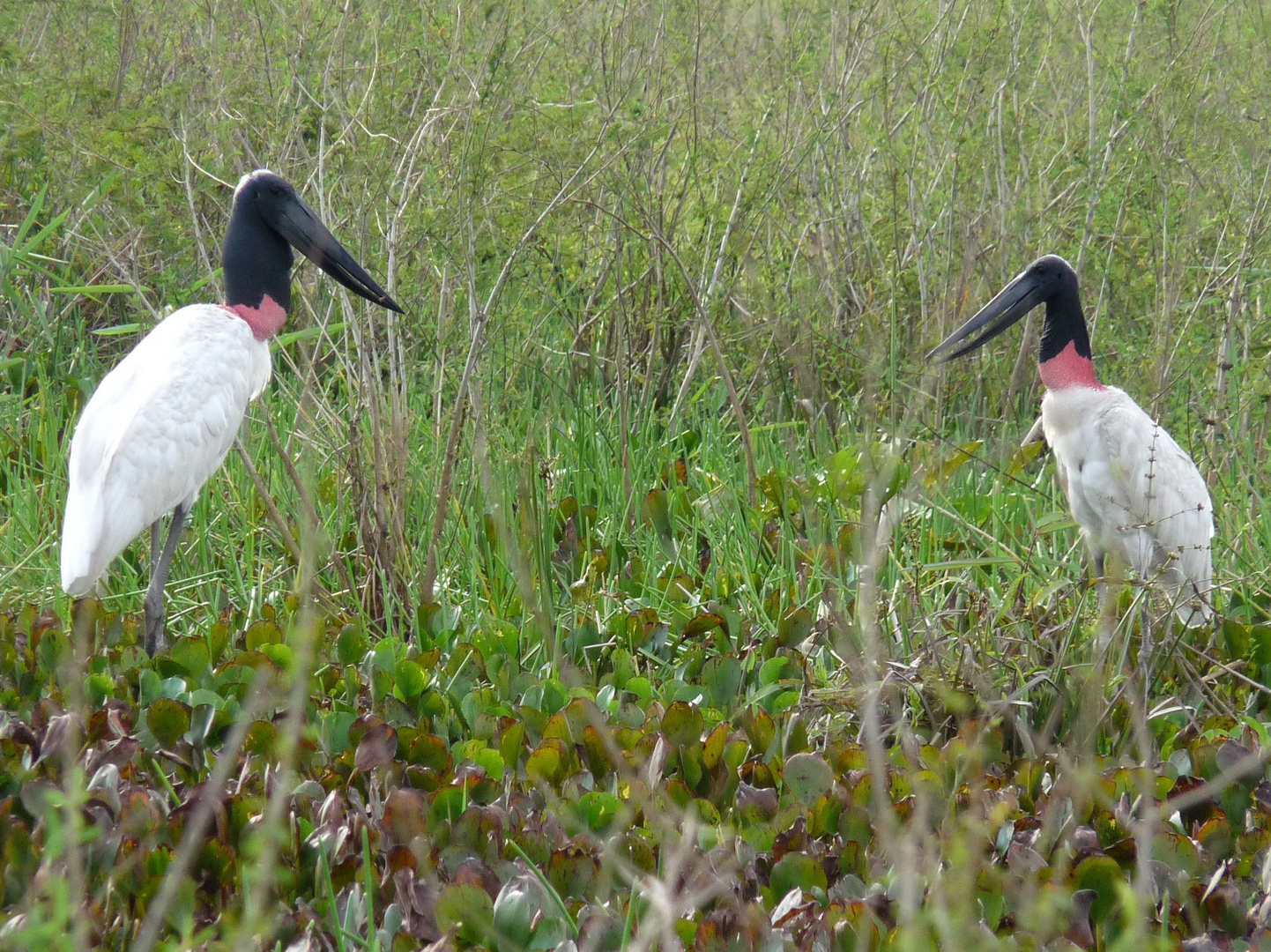 Im Pantanal, Brasilien