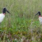 Im Pantanal, Brasilien