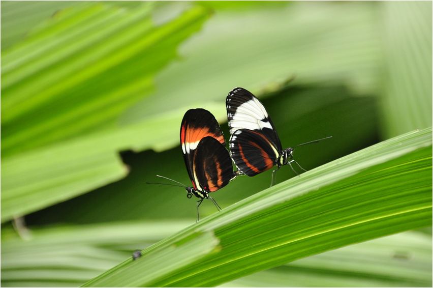 Im Papiliorama