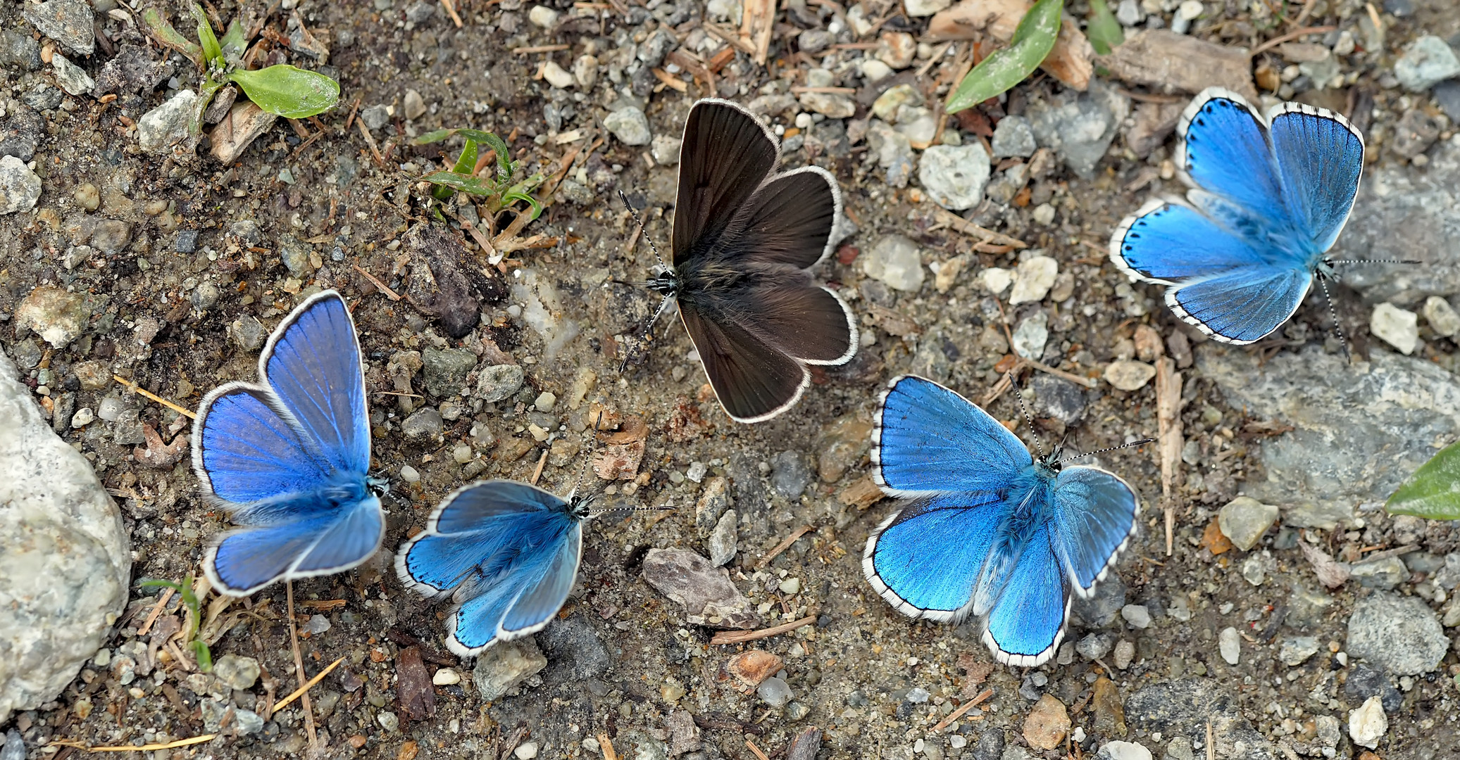 Im Paradies der Bläulinge (Lycaenidae)! * - Au paradis des lycénidés! 