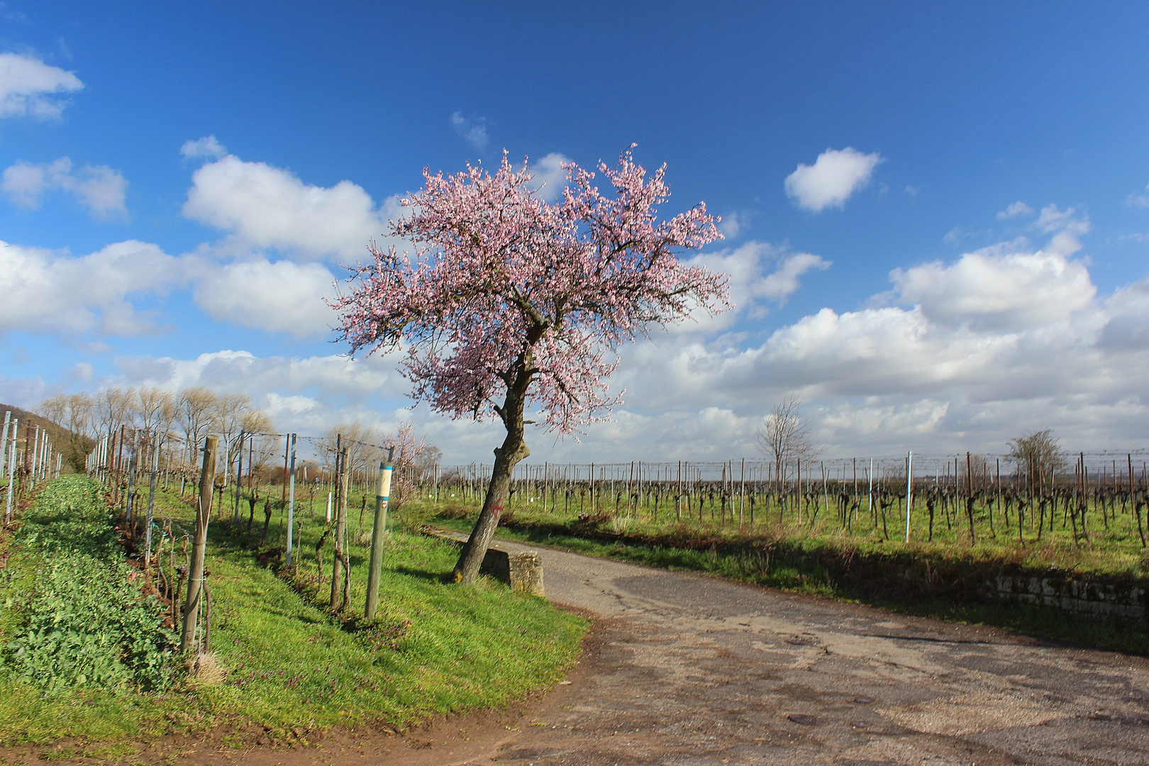 Im Paradiesgarten