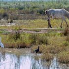 Im Parc natura de s`Albufera Mallorca