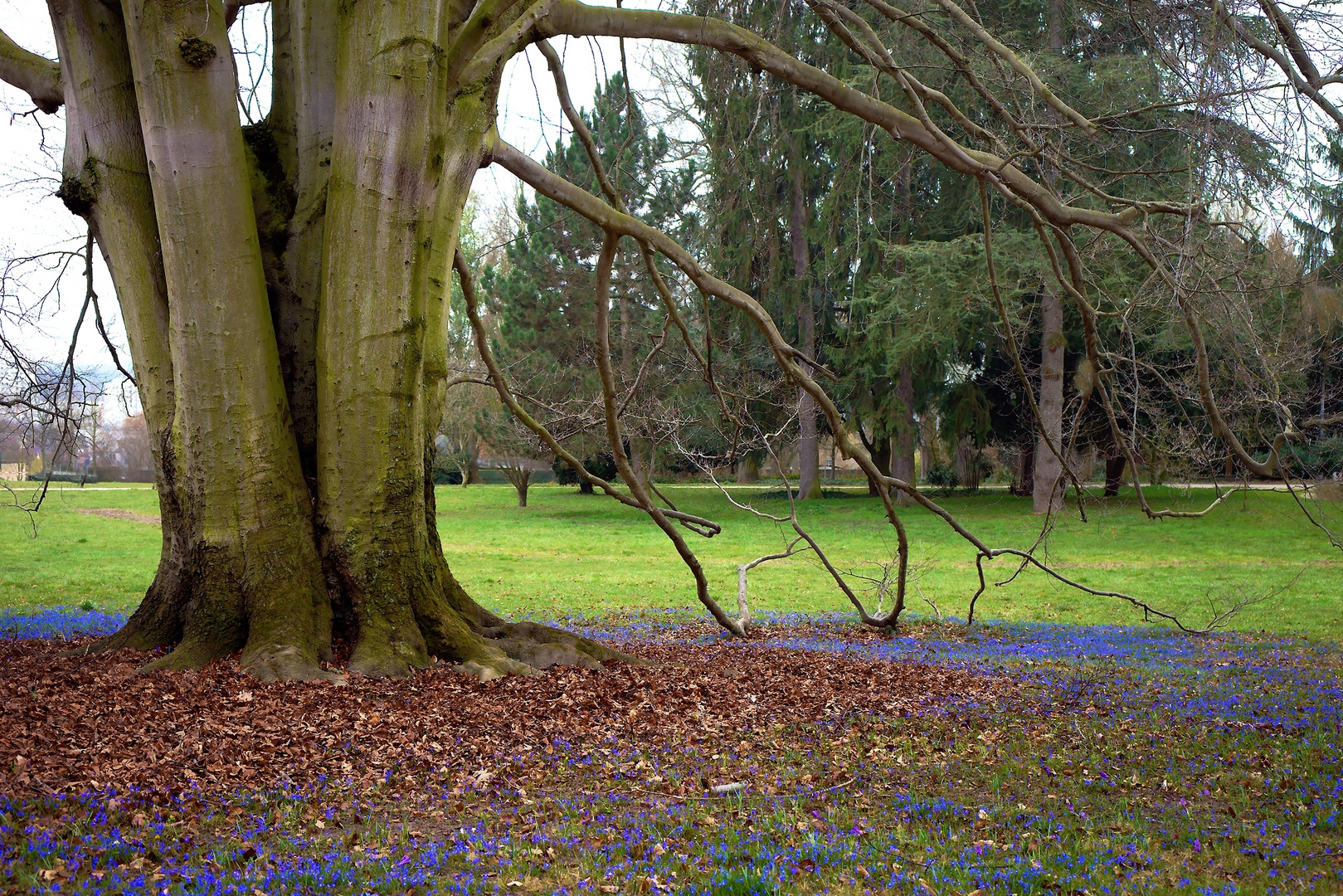 Im Park Alte Buche Mit Blausternen Foto Bild Landschaft