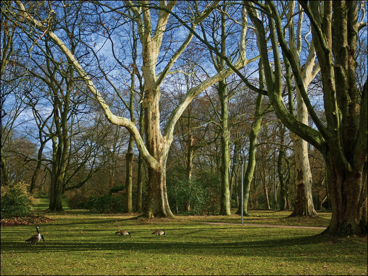 Im Park bei den Gänsen