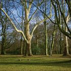 Im Park bei den Gänsen