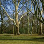 Im Park bei den Gänsen