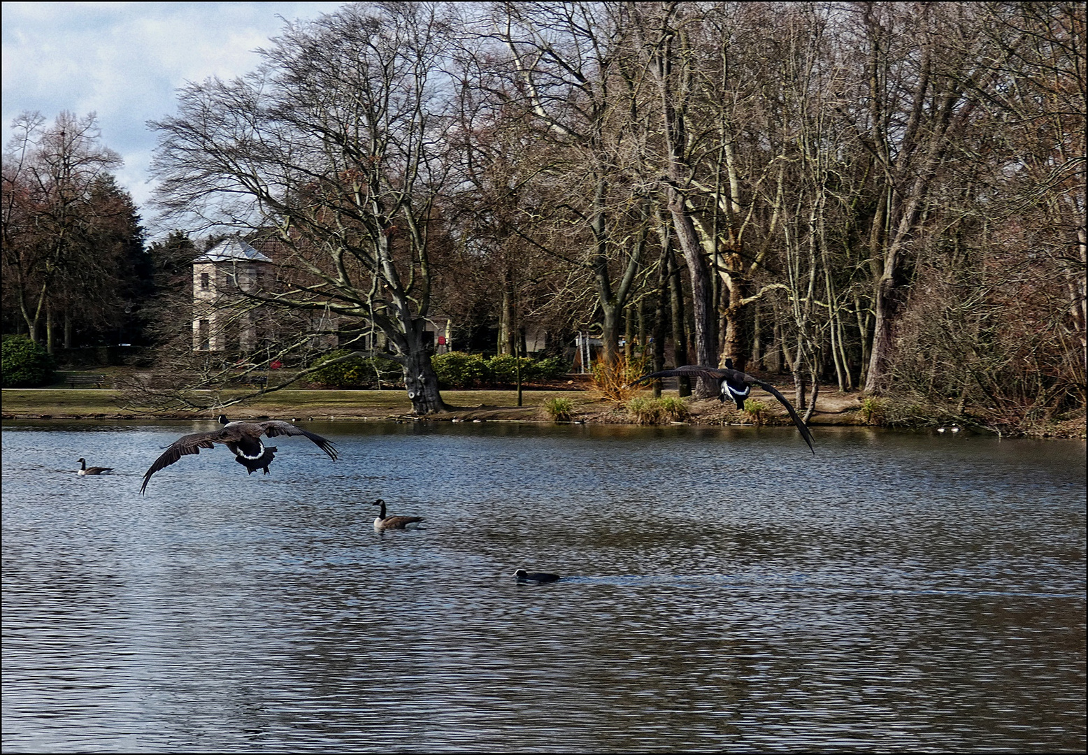 Im Park bei den Gänsen (2)